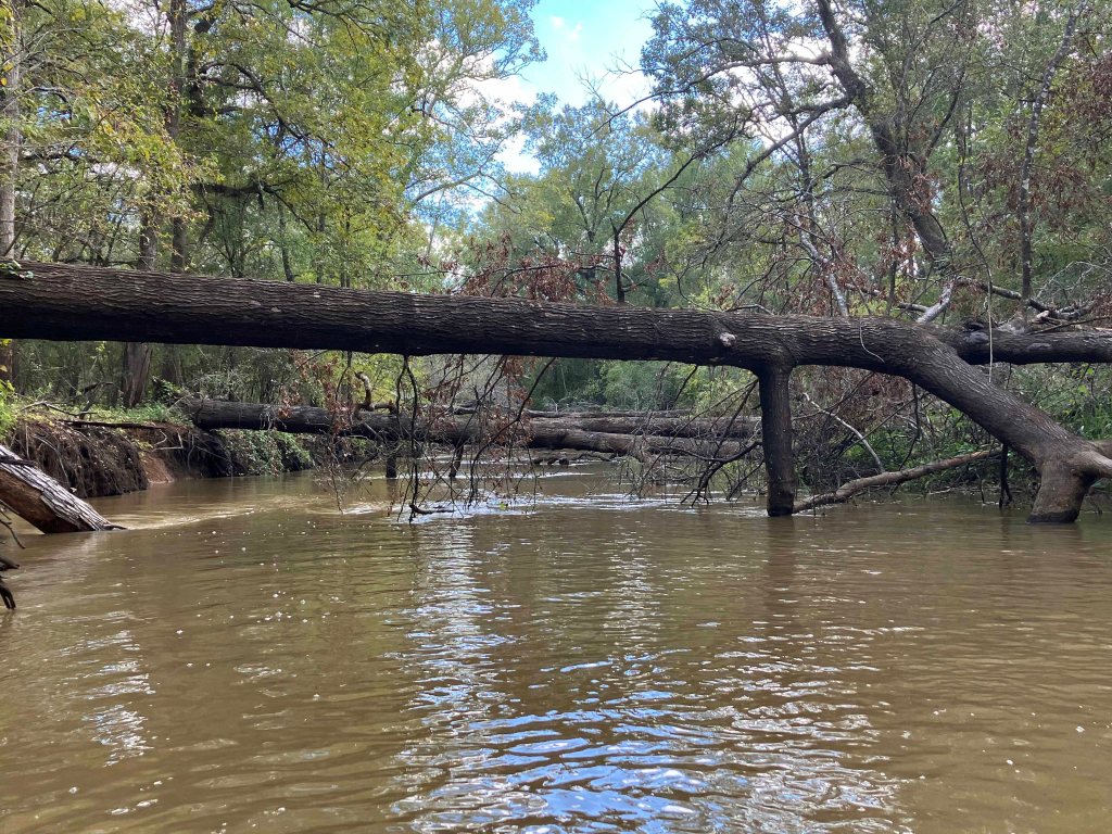 Scenery paddle kayak Angelina River Sam Rayburn log jam