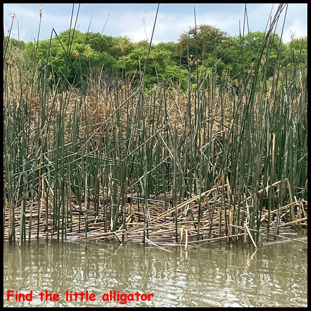 Scenery paddle kayak trip, Fort Worth Nature Center, www.SawdustRiver.com alligator