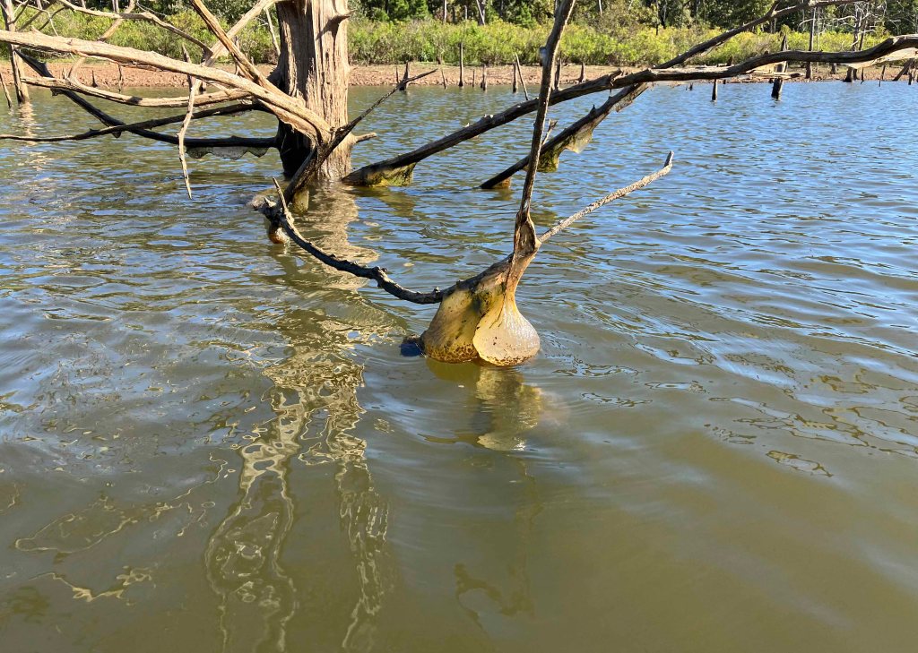 Scenery paddle kayak McGee Creek State Park Oklahoma freshwater bryozoan
