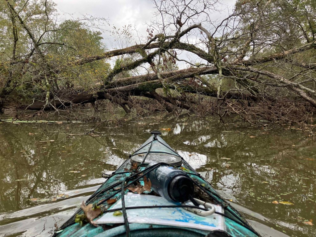 Scenery paddle kayak trip Lake O the Pines, Big Cypress Creek www.SawdustRiver.com