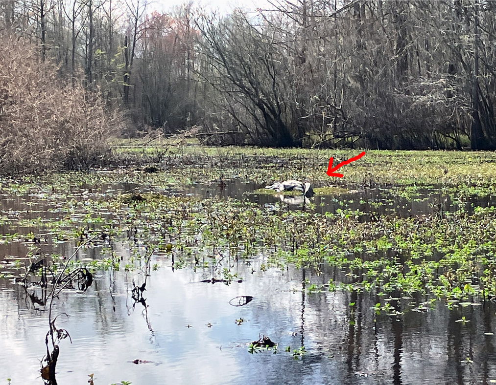 Scenery paddle kayak Steinhagen Martin Dies alligator