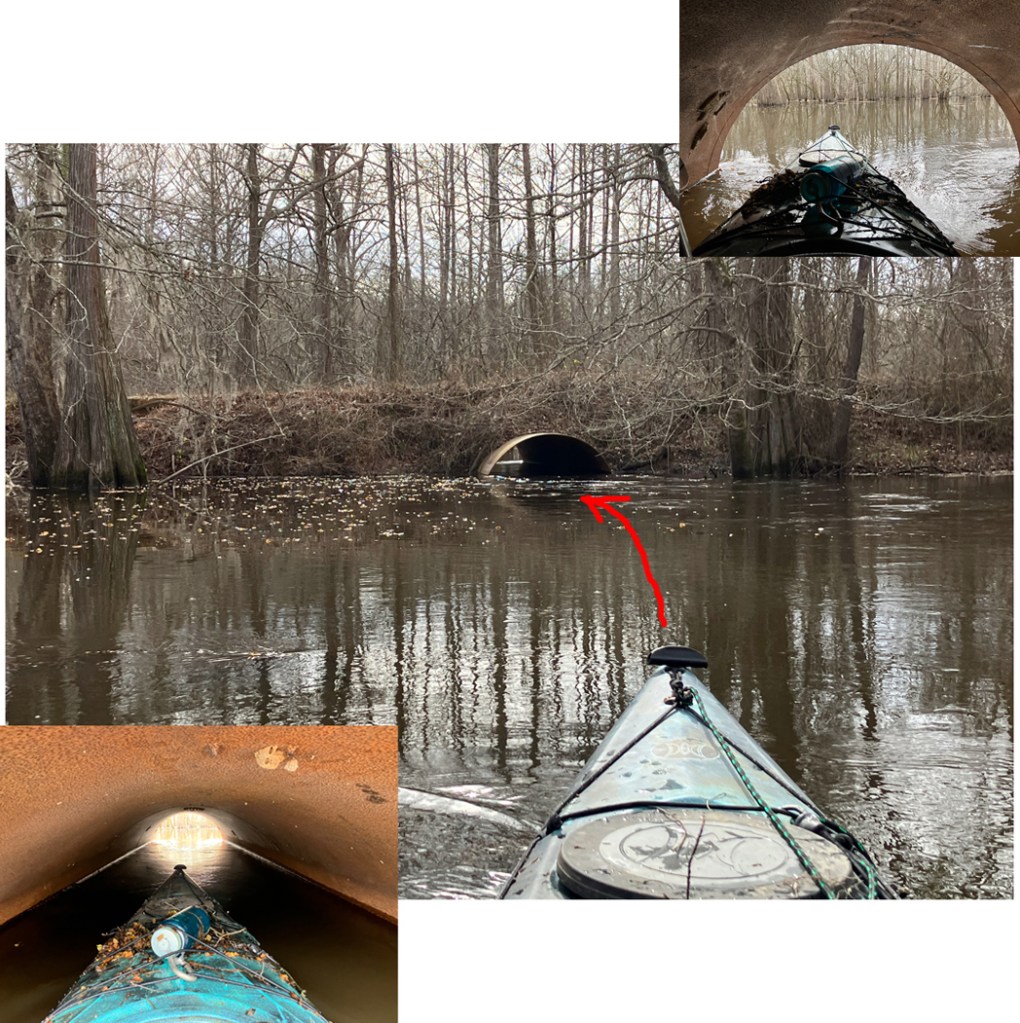 Scenery paddle kayak Caddo Lake tunnel