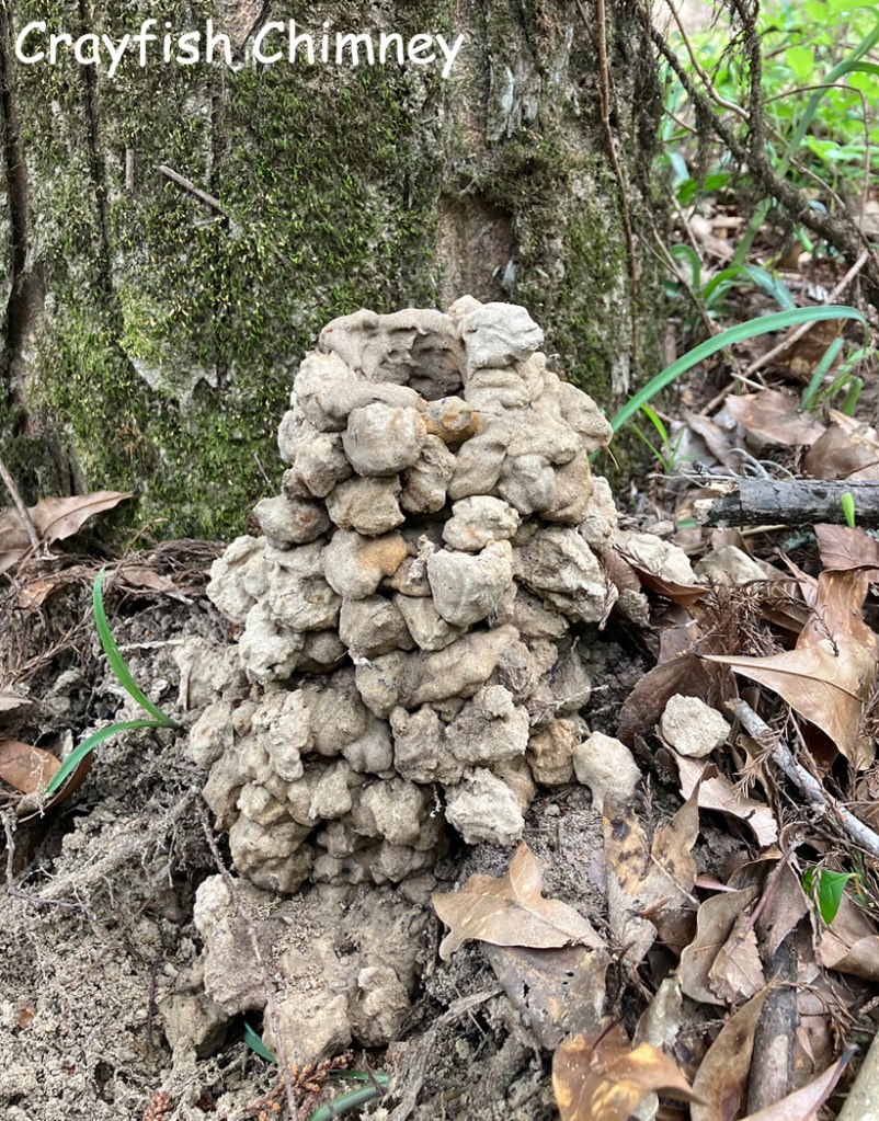 Scenery paddle kayak Neches River Salt Water Barrier crayfish chimney