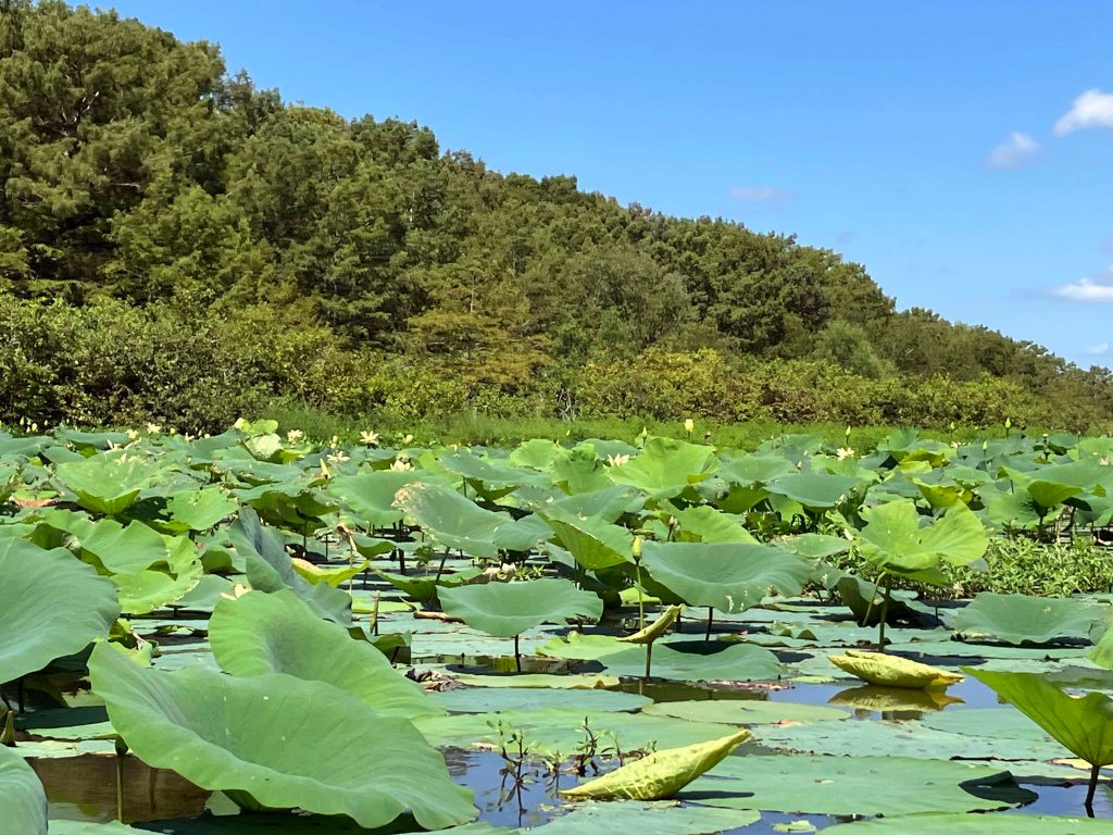 Scenery paddle kayak Spring Bayou WMA Louisiana