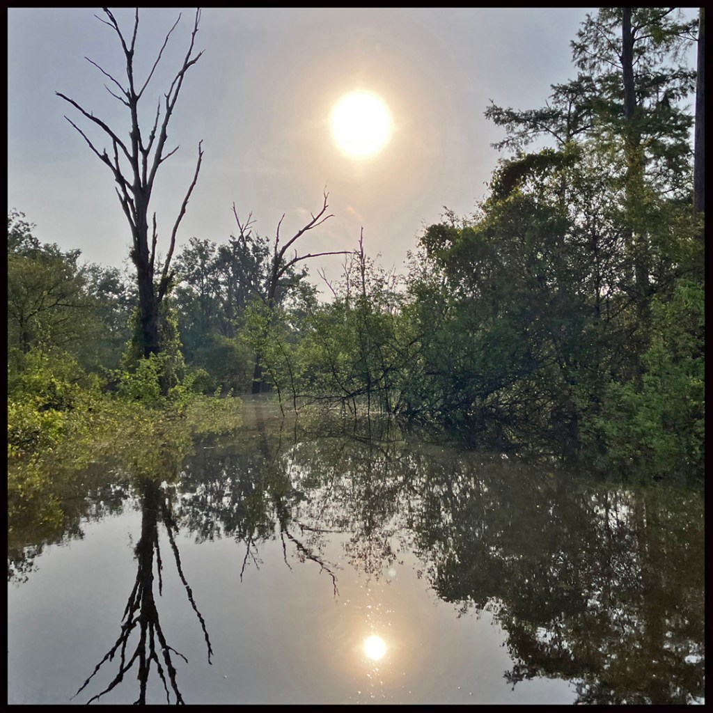 Scenery paddle kayak Bodcau Bayou WMA Louisiana