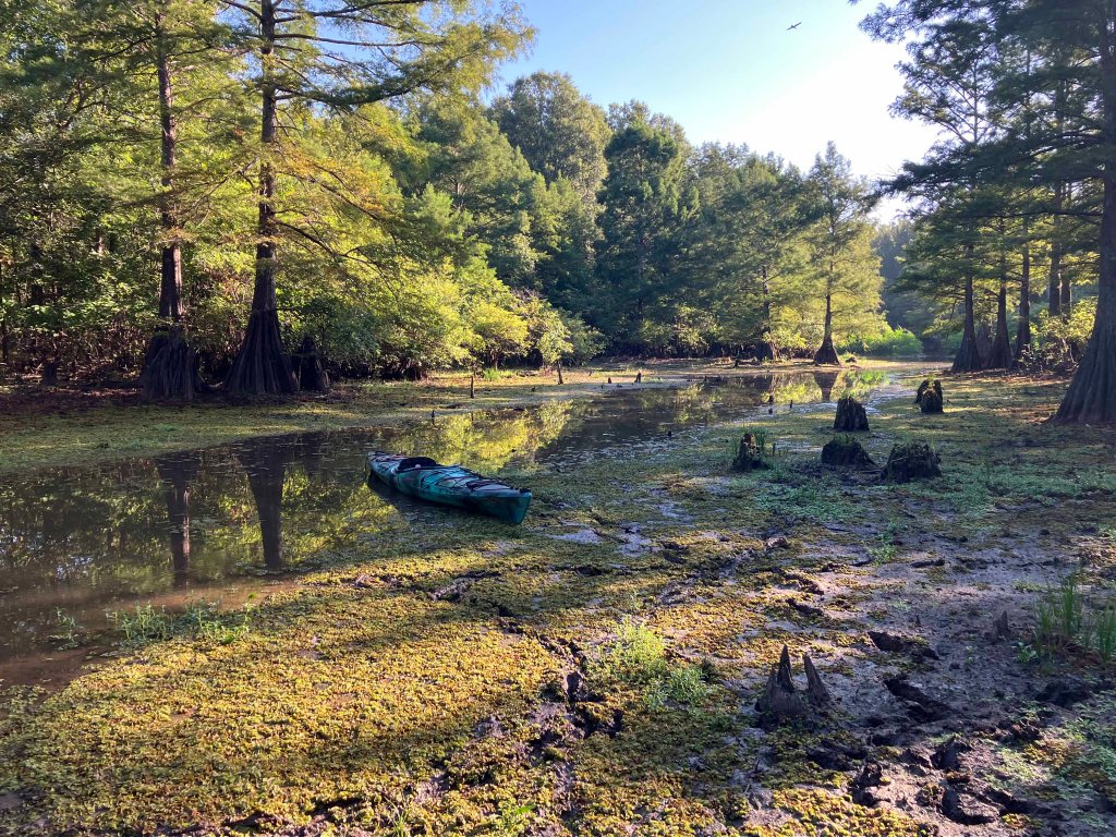 Scenery picture paddle trip Dewey Wills WMA Louisiana kayak