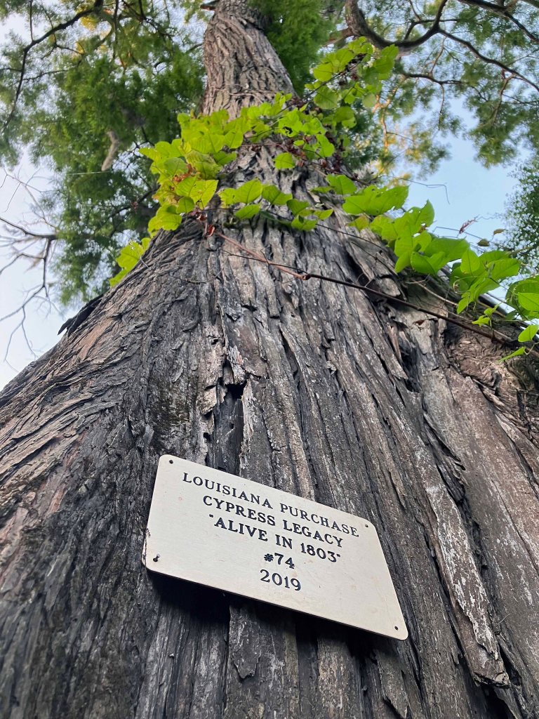 old cypress Scenery picture paddle trip Dewey Wills WMA Louisiana