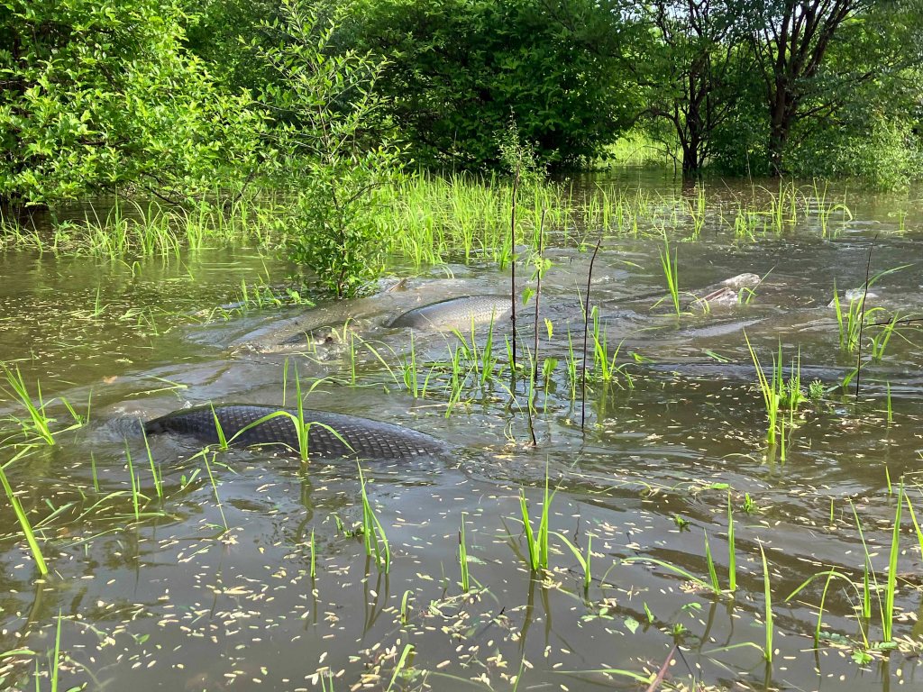 Paddle trip Upper Ouachita WMA Water Scenery GAR Fish