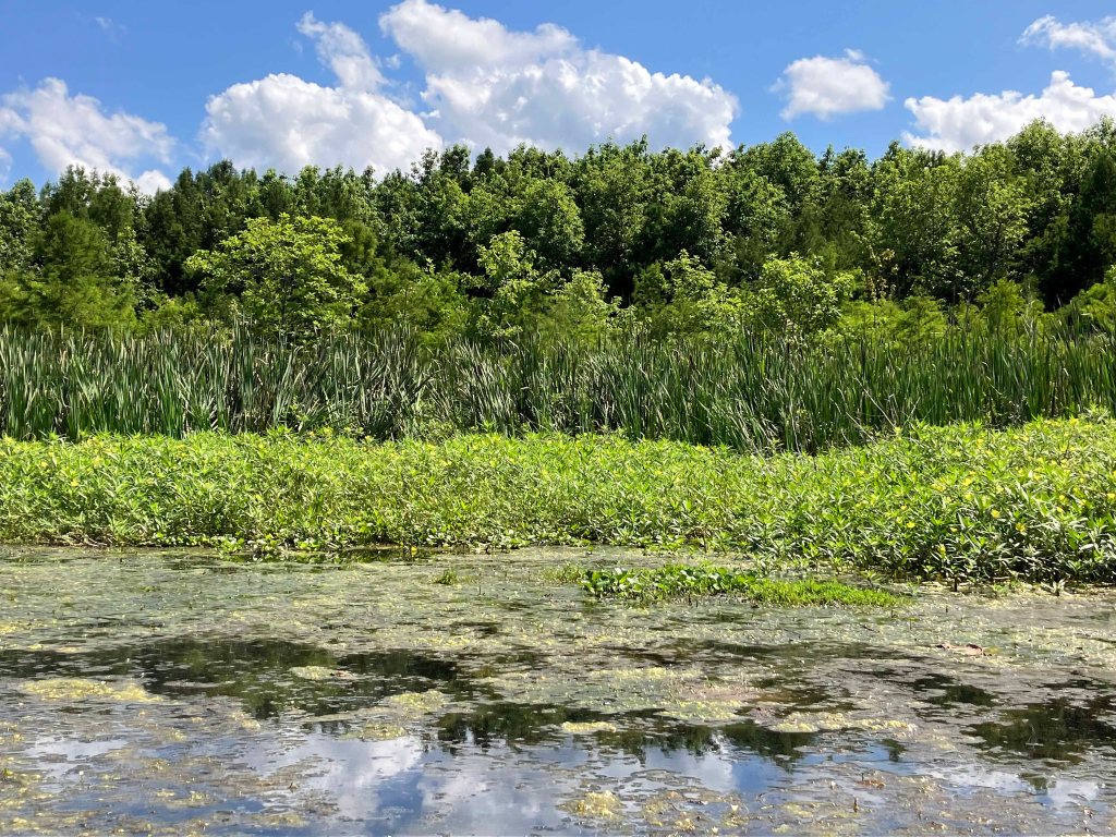 Scenery paddle kayak Black Bayou Lake NWR Louisiana