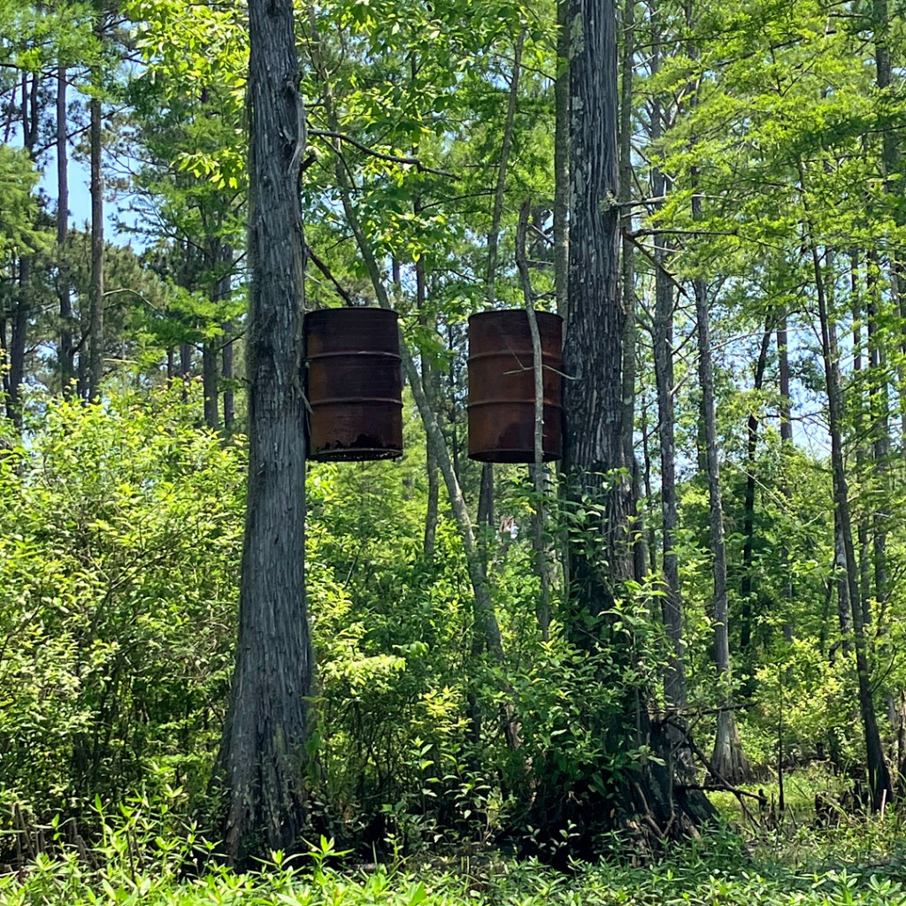 Scenery paddle kayak Black Bayou Noah Tyson Louisiana