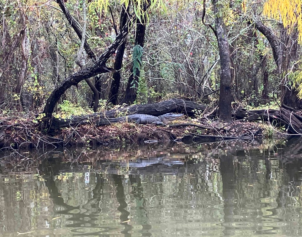 Scenery picture Lake Charlotte Trinity paddle trip alligator