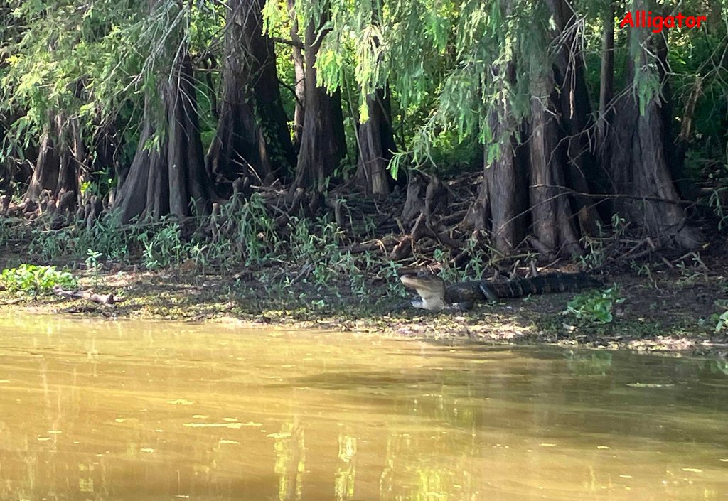 Scenery paddle kayak Spring Bayou WMA Louisiana alligator