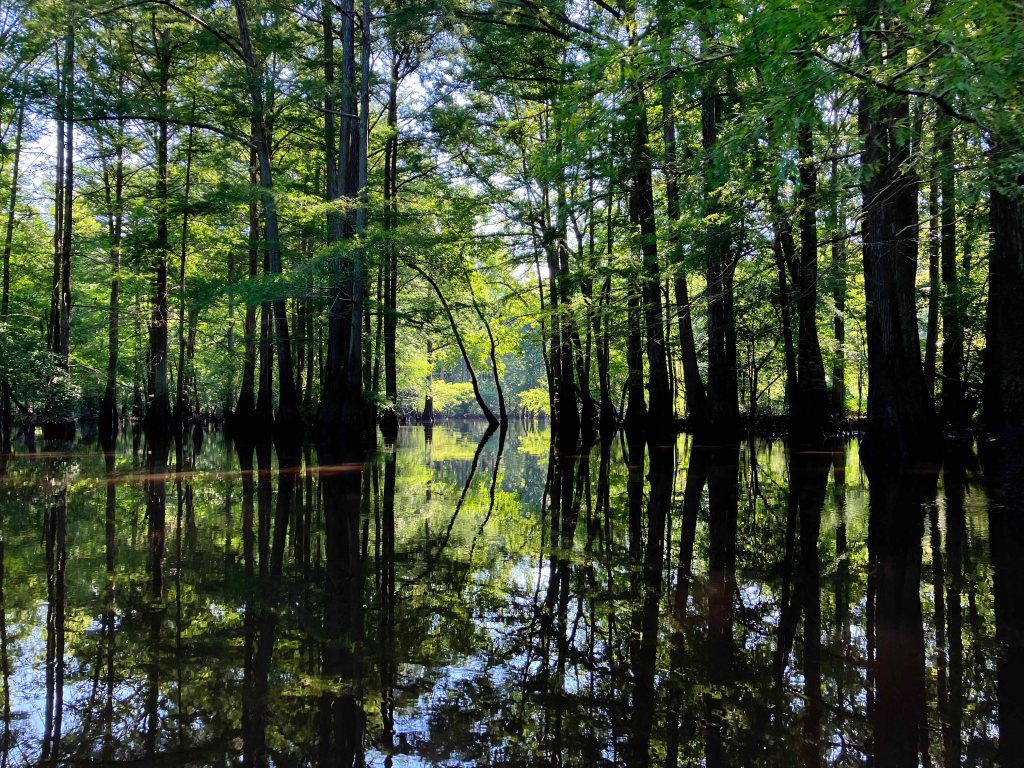 Scenery paddle kayak Corney Bayou Louisiana