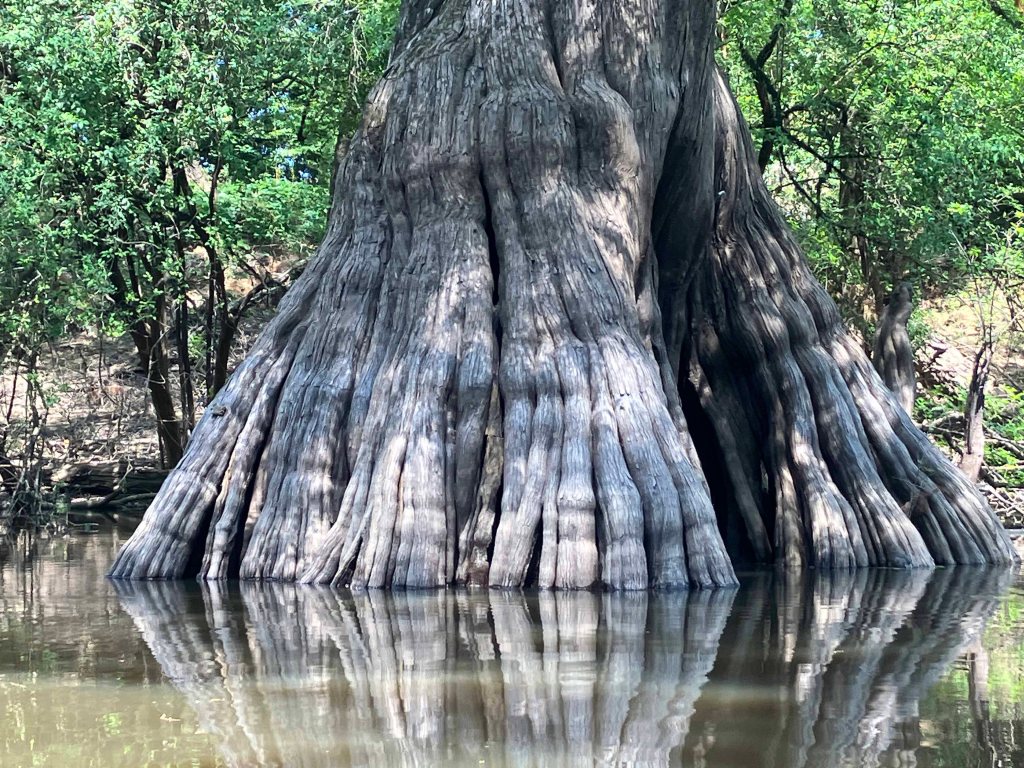 Scenery paddle kayak Chemin-A-Haut Bayou Louisiana big cypress