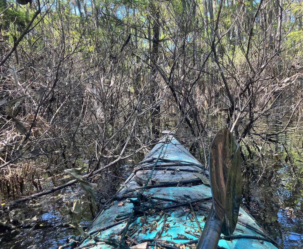 Scenery paddle kayak Bodcau Bayou WMA Louisiana brushy