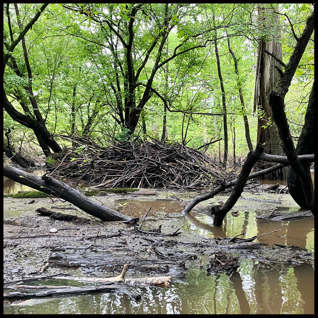 Scenery paddle kayak Bodcau Bayou WMA Louisiana beaver dam