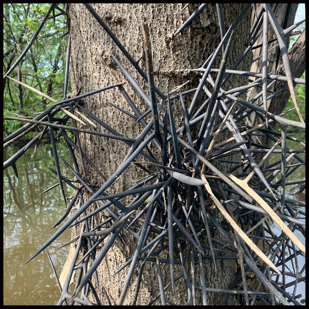 Scenery paddle kayak Bodcau Bayou WMA Louisiana