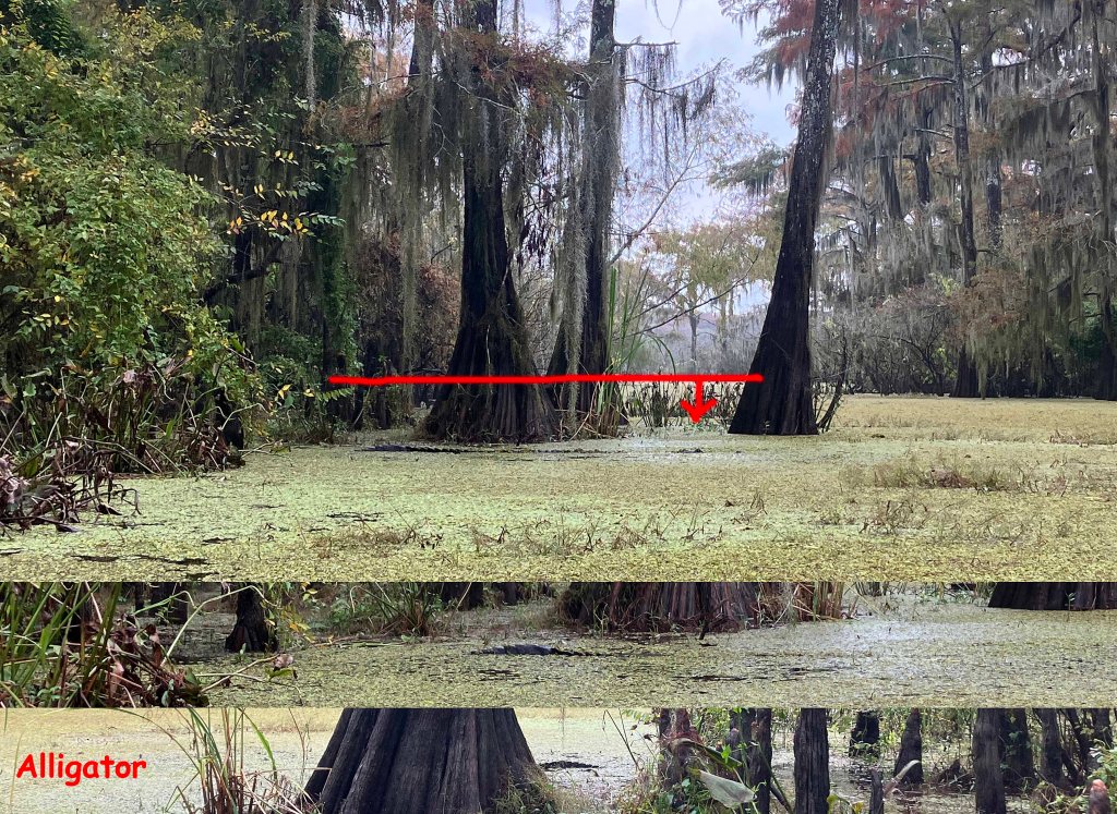 Scenery picture Lake Charlotte Trinity paddle trip alligator hidden