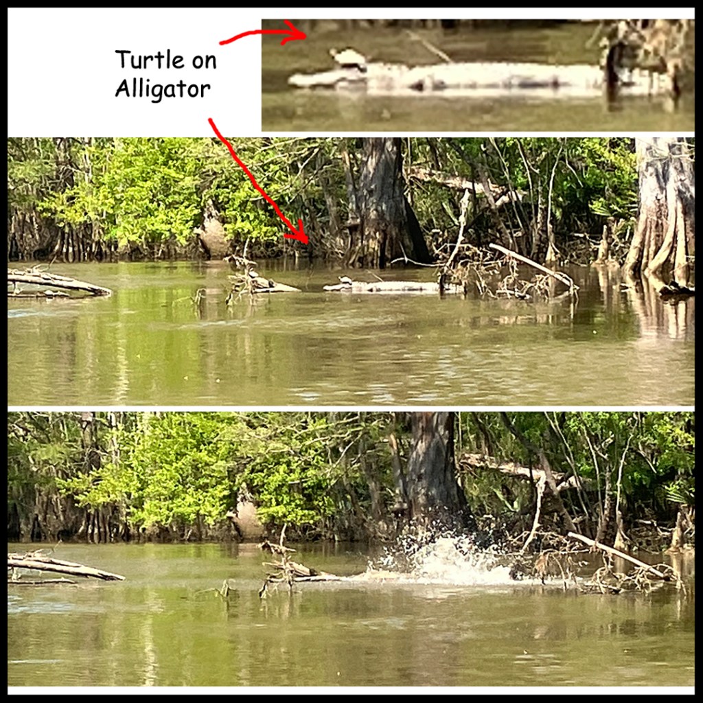 Scenery paddle kayak Sabine Island WMA Louisiana turtle on alligator !!
