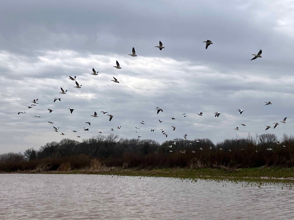 Scenery Kayak Paddle Red River Texoma