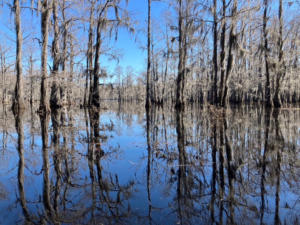 Scenery paddle kayak Caddo Lake