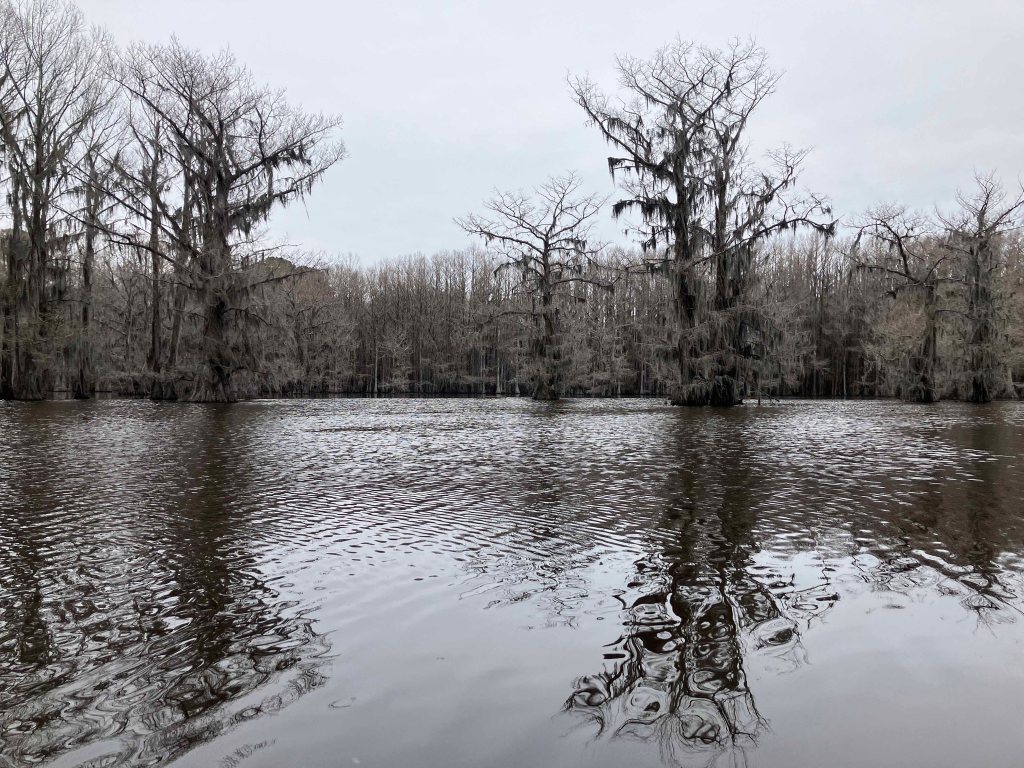 Scenery paddle kayak Caddo Lake Kitchen Creek