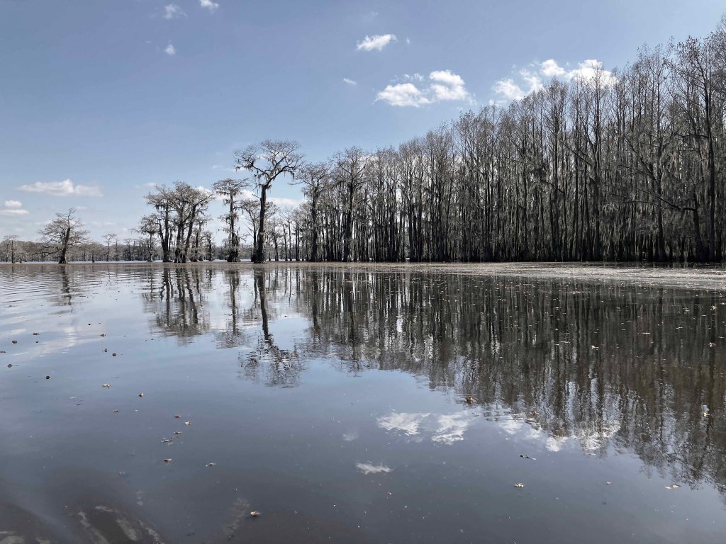 Scenery paddle kayak Caddo Lake