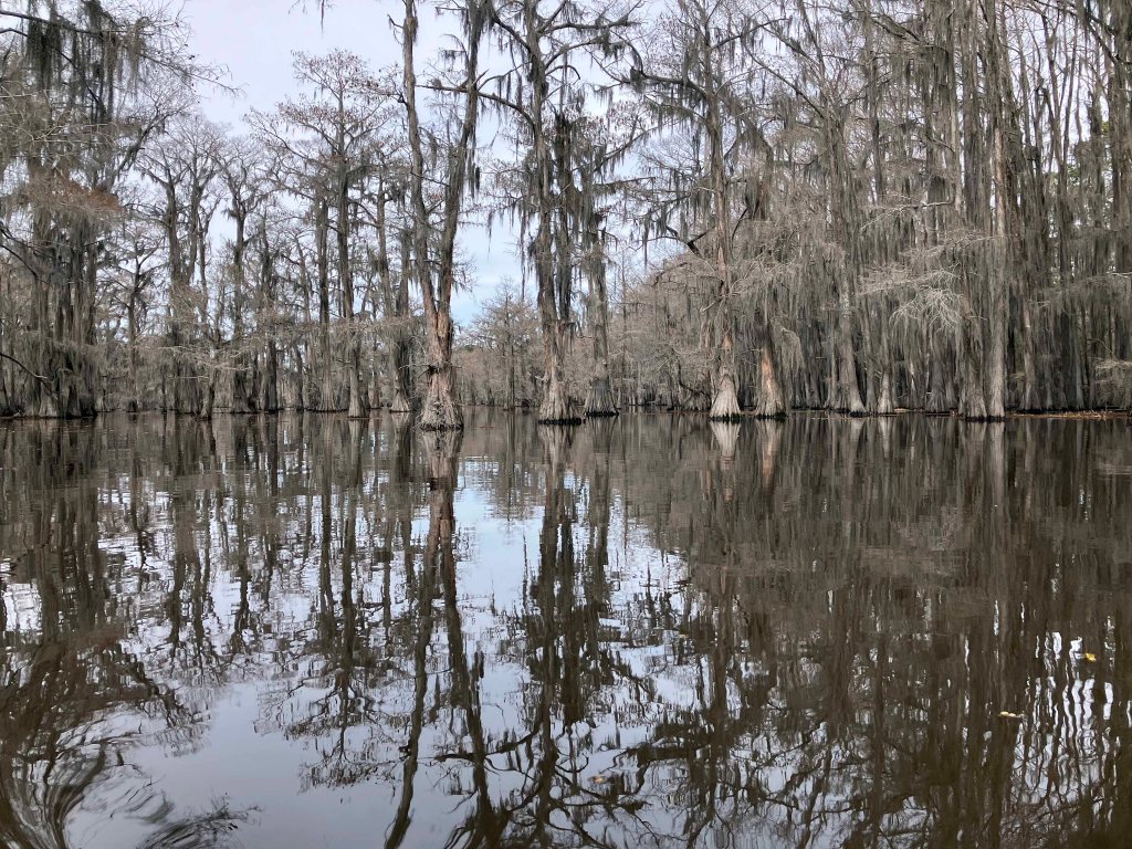 Scenery paddle kayak Caddo Lake