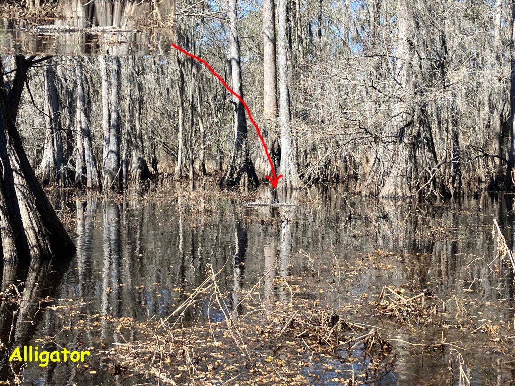 Alligator paddle kayak Caddo Lake