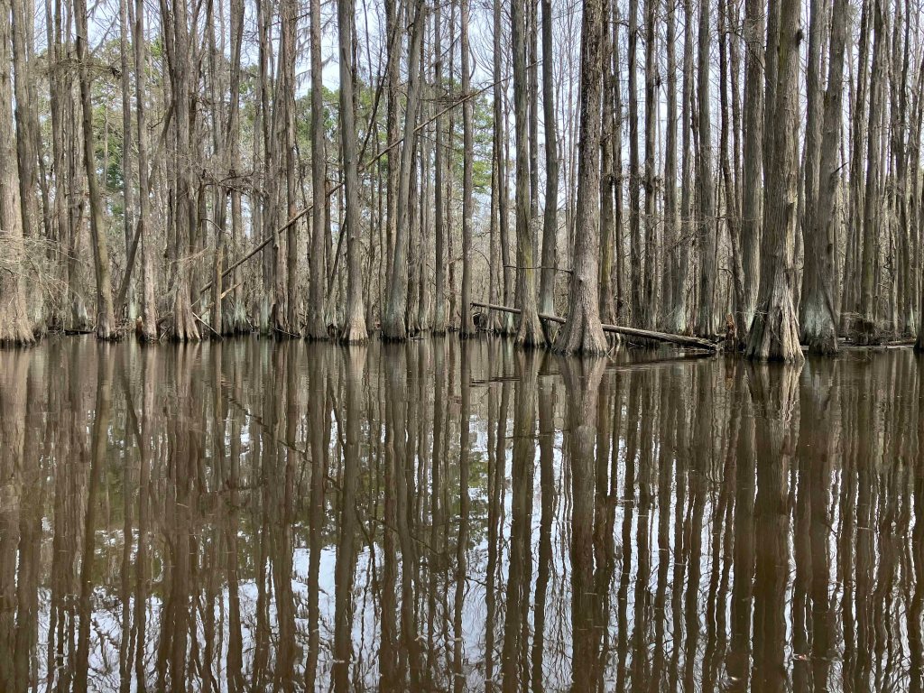 Scenery paddle kayak Caddo Lake Kitchen Creek