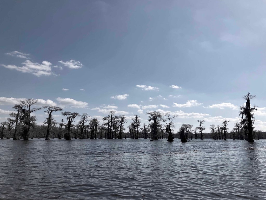 Scenery paddle kayak Caddo Lake