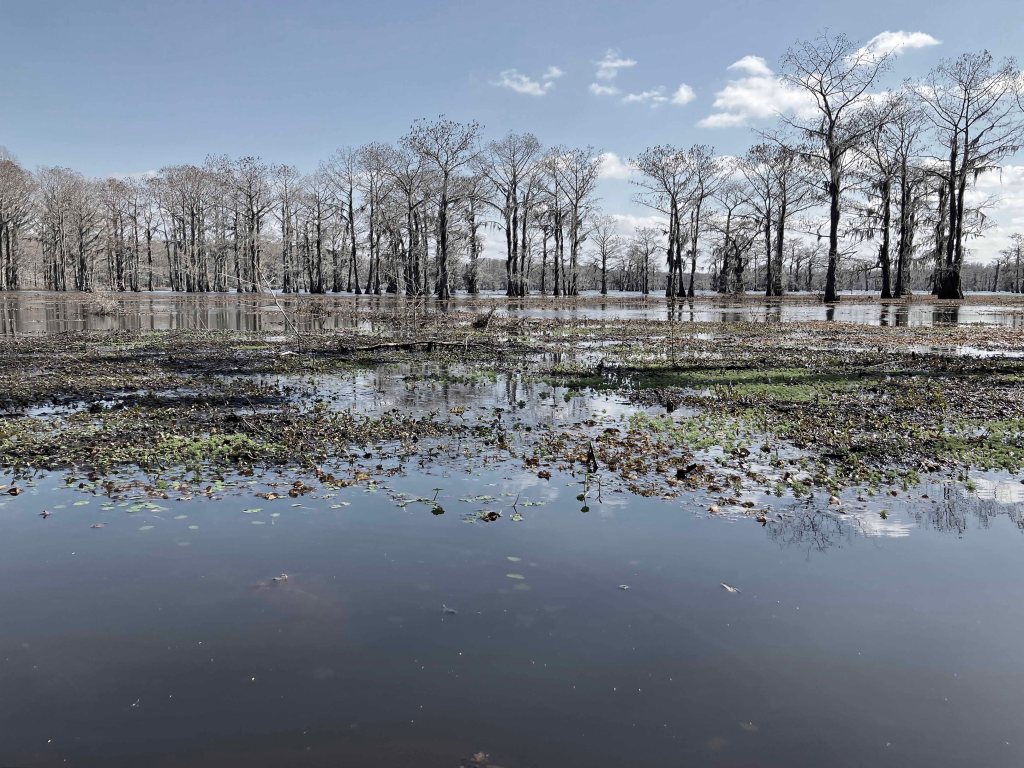 Scenery paddle kayak Caddo Lake