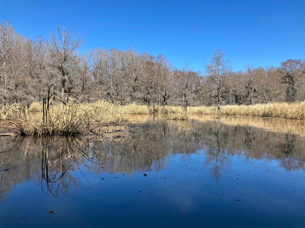 Scenery paddle kayak Caddo Lake