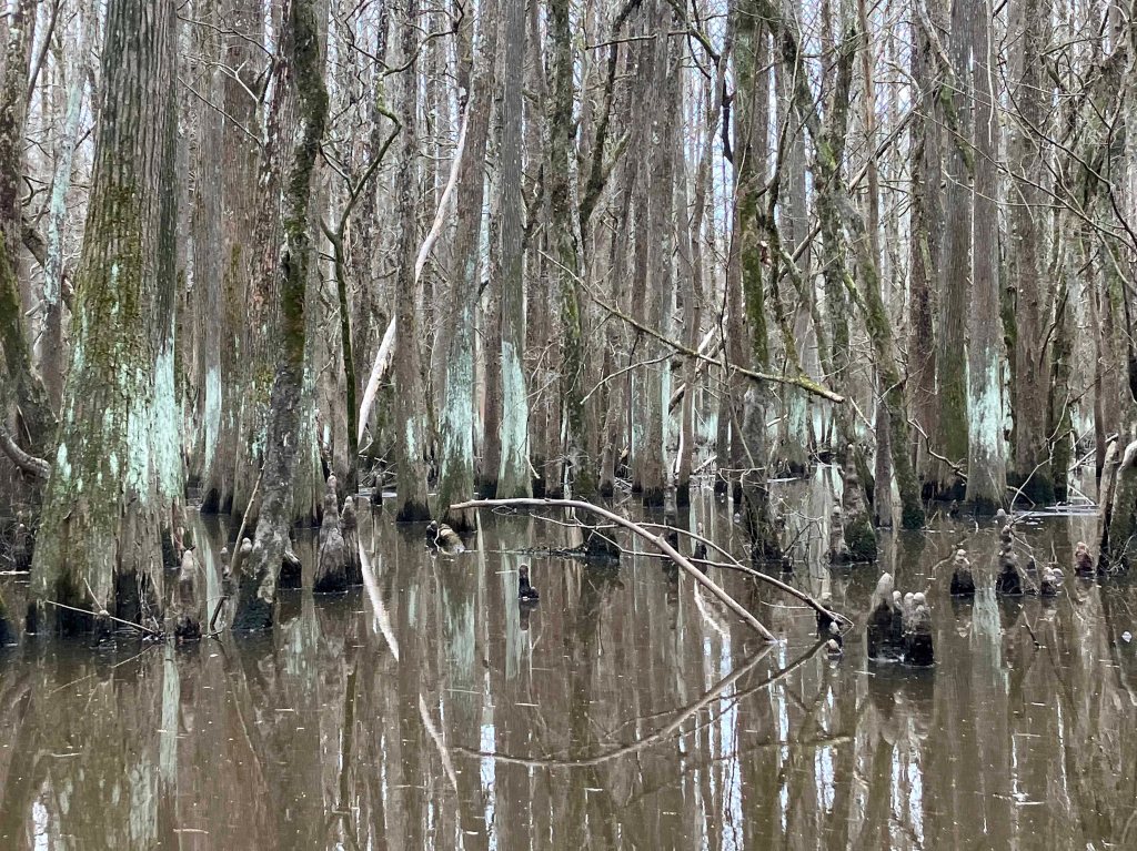 Scenery paddle kayak Caddo Lake Kitchen Creek