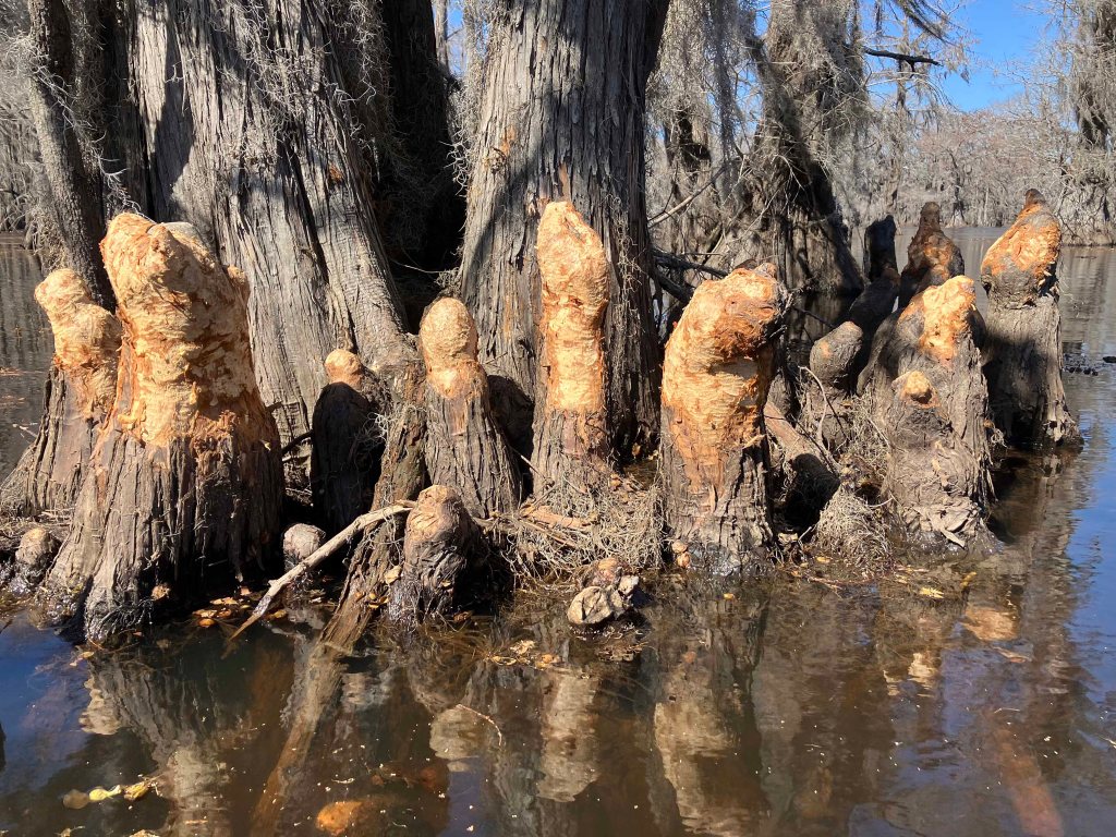 Cypress Knees paddle kayak Caddo Lake