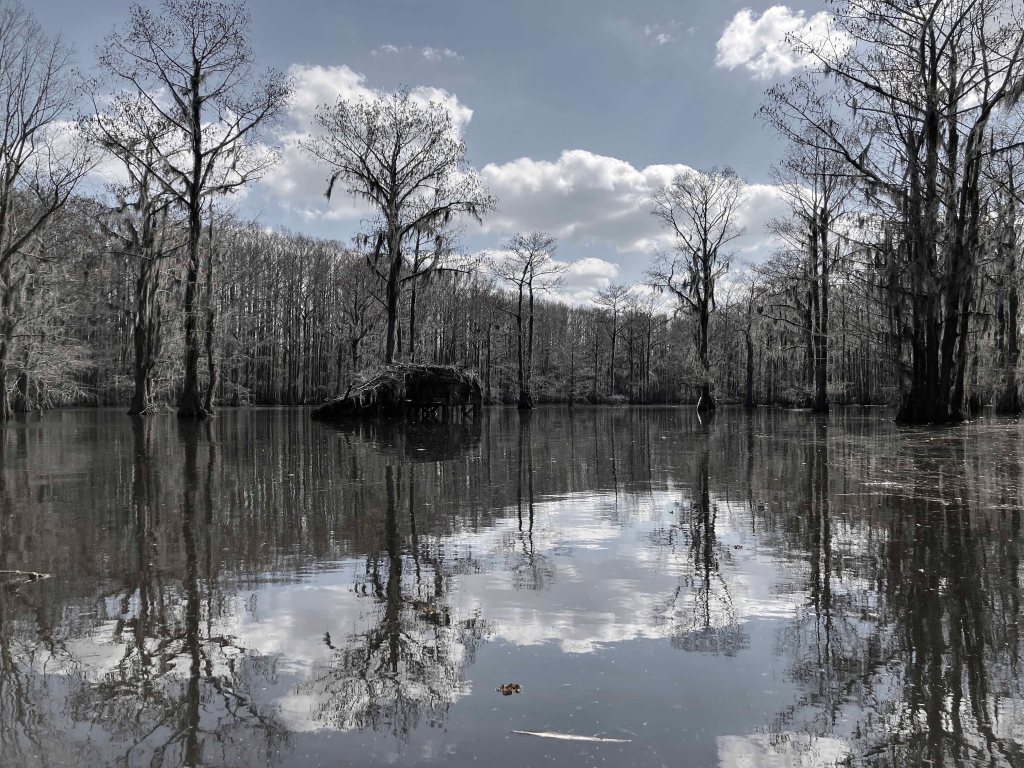 Scenery paddle kayak Caddo Lake