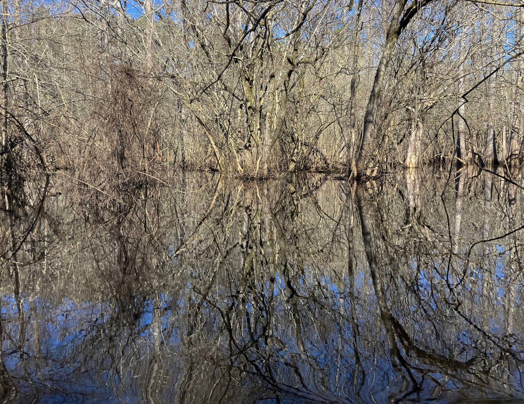 Scenery paddle kayak Caddo Lake
