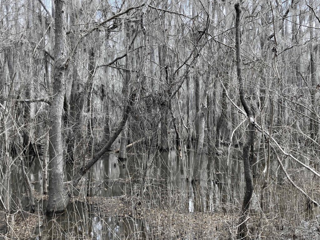 Scenery paddle kayak Caddo Lake
