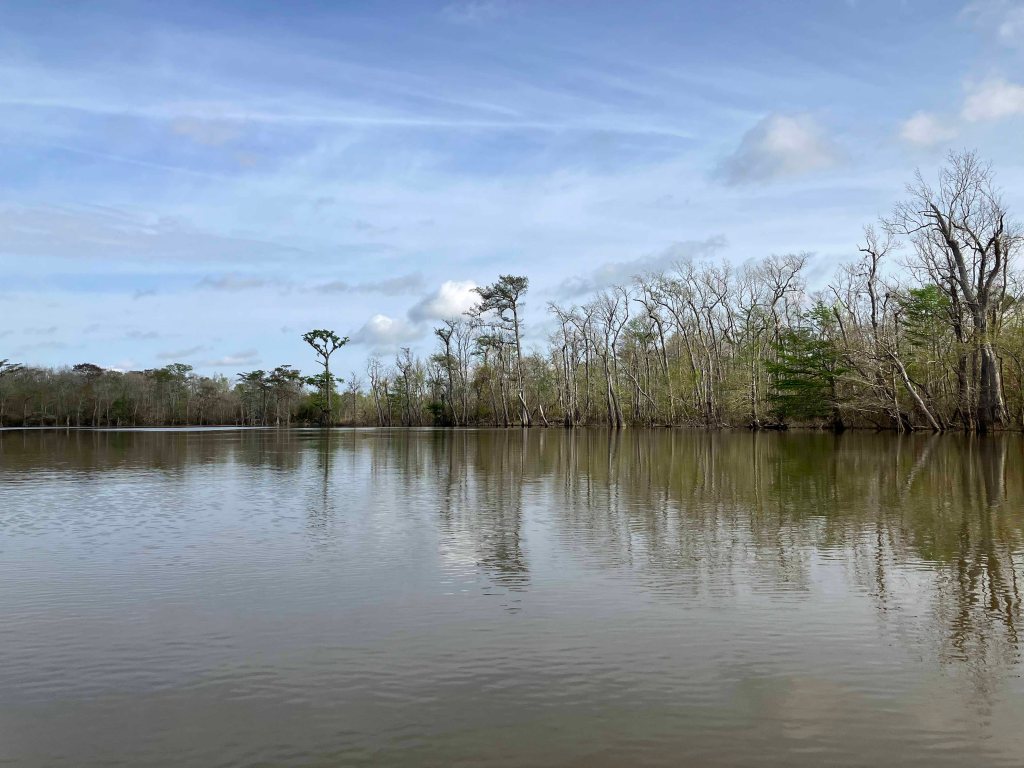 Scenery Paddle Kayak Sabine Island WMA Nibletts Bluff
