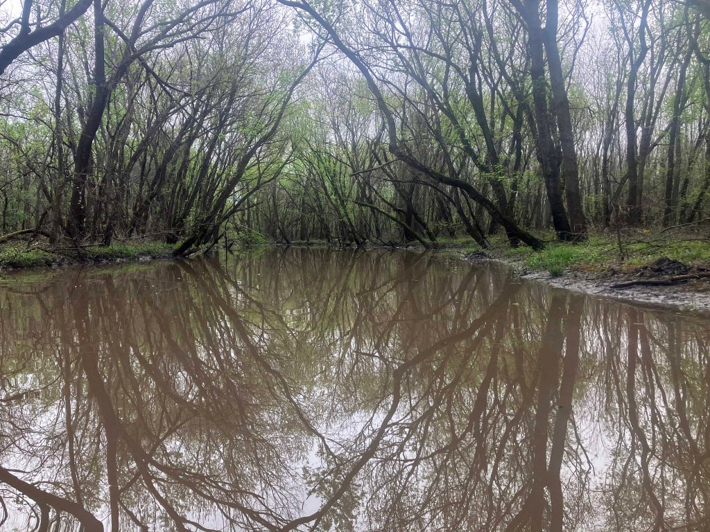 Scenery Paddle Kayak Jim Chapman Lake, Cooper Lake, Middle Sulphur River