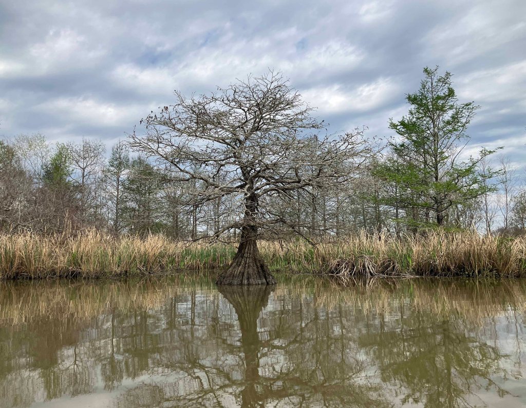 Scenery Paddle Kayak John Wiggins Bayou, Hugo Point Park, Lost River