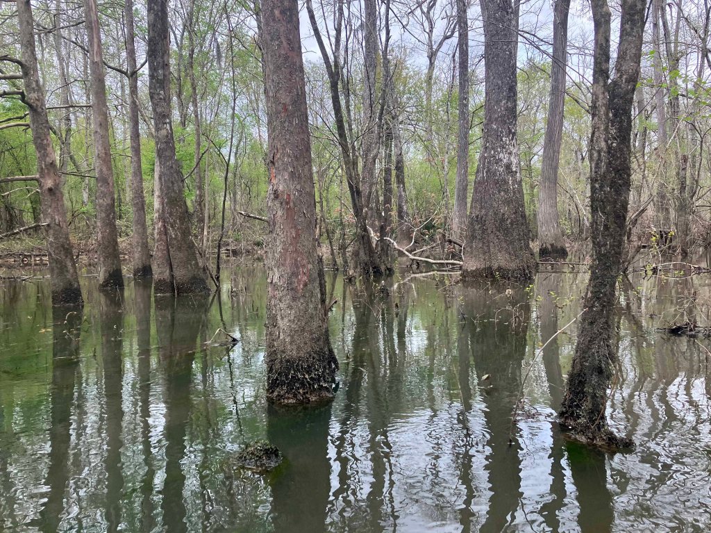 Scenery Paddle Kayak Sabine Island WMA Nibletts Bluff