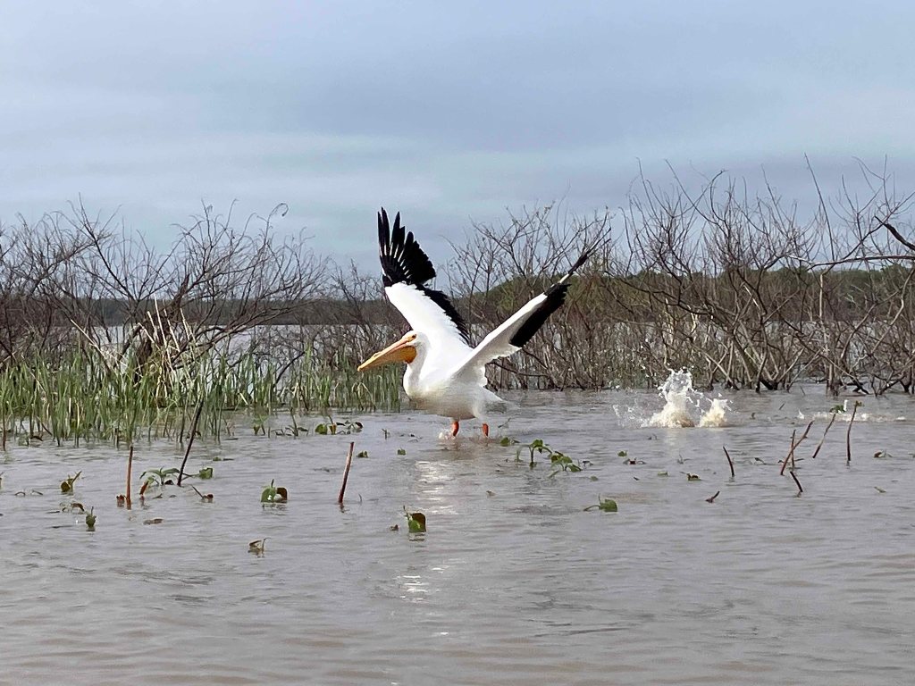 Pelican Paddle Kayak Jim Chapman Lake, Cooper Lake, Middle Sulphur River