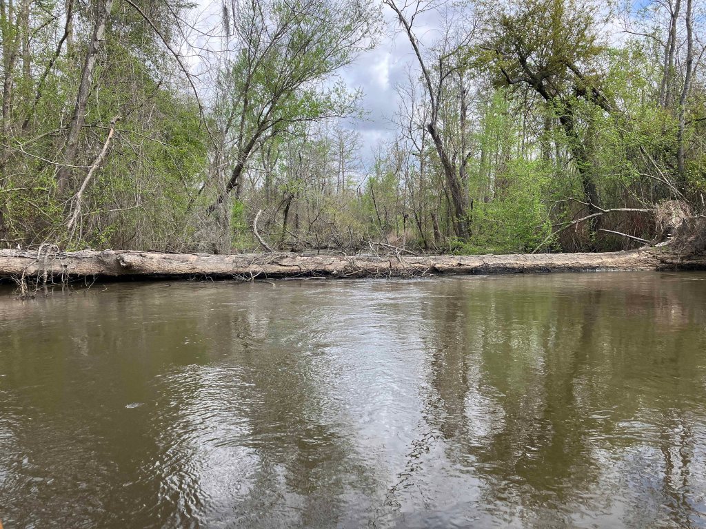 Scenery Paddle Kayak Sabine Island WMA Nibletts Bluff