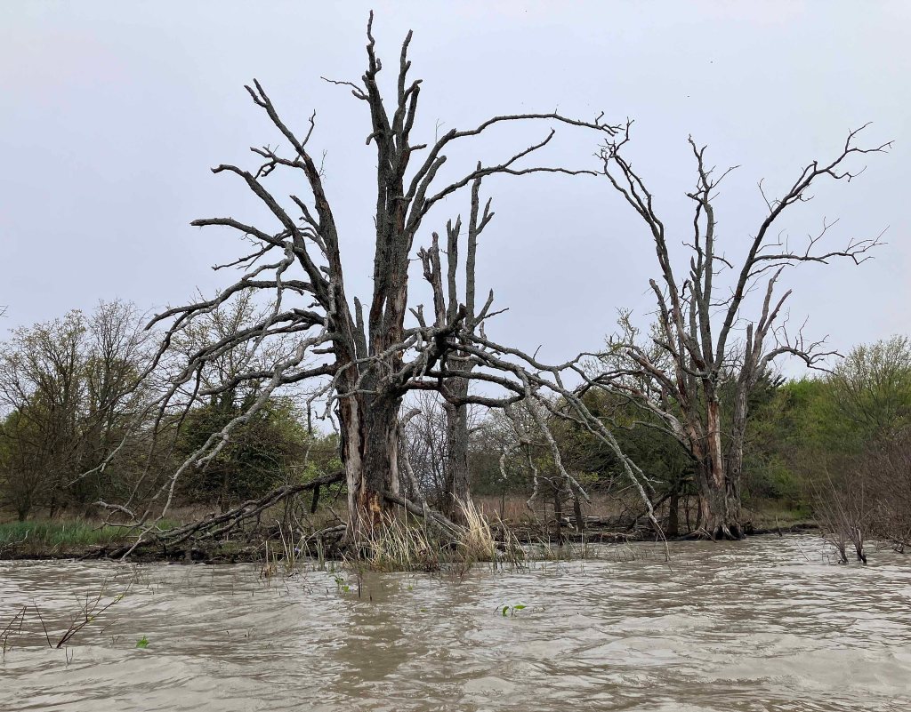 Scenery Paddle Kayak Jim Chapman Lake, Cooper Lake, Middle Sulphur River