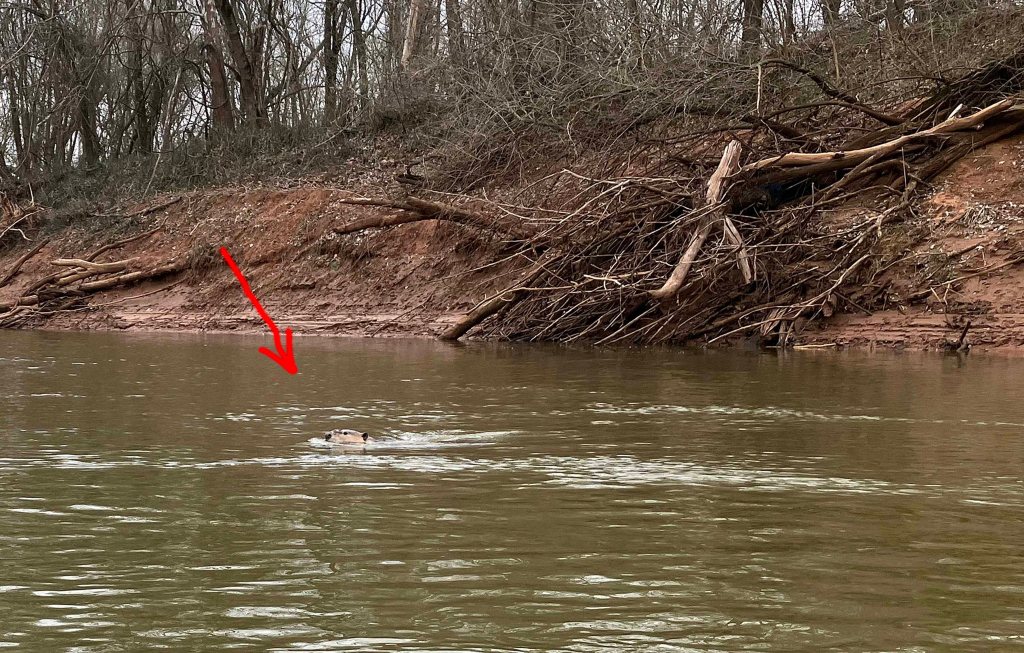 Scenery kayak paddle Tishomingo NWR Oklahoma