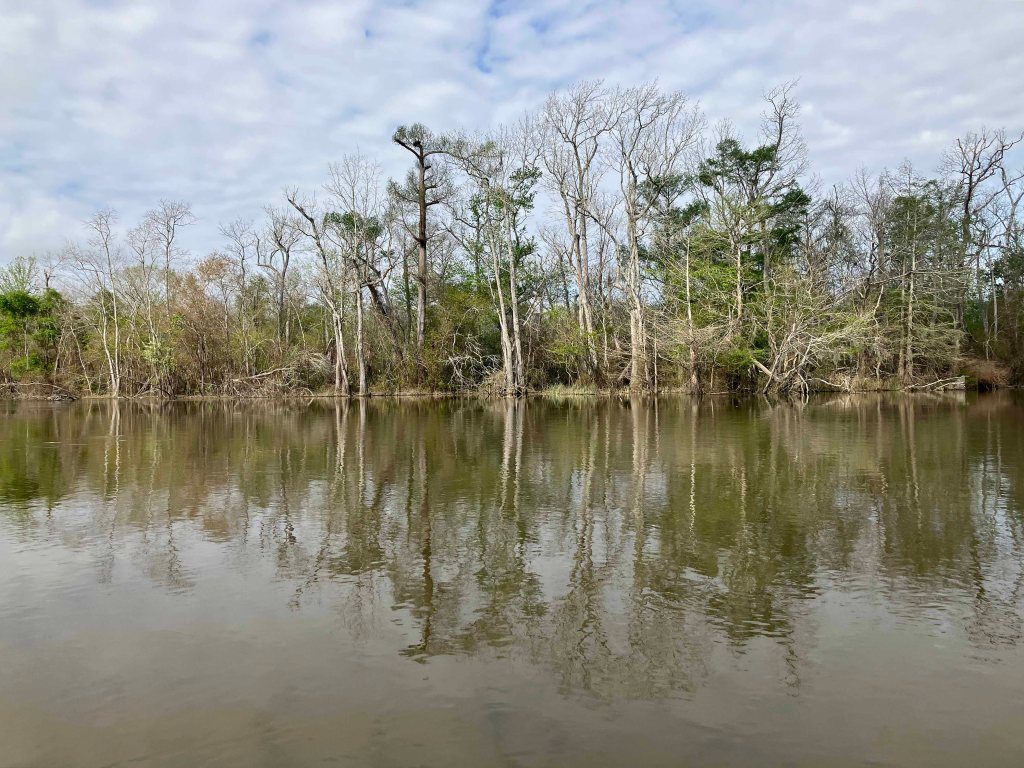 Scenery Paddle Kayak Sabine Island WMA Nibletts Bluff
