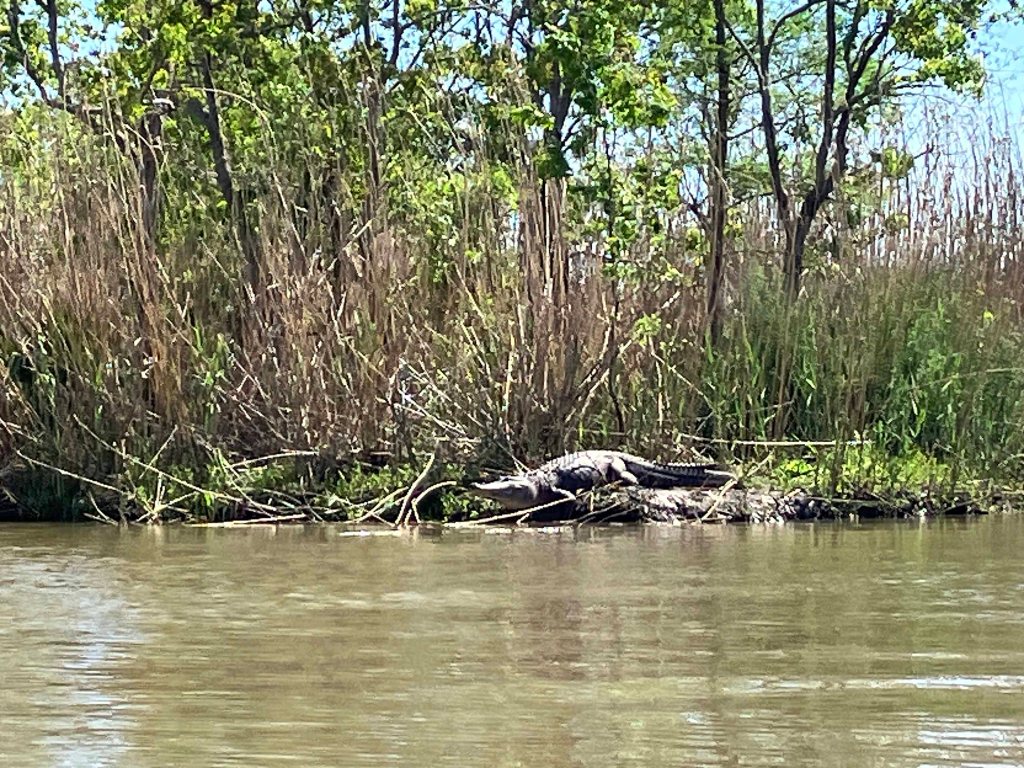 Alligator Paddle Kayak Lost River Hugo Point Park Trinity River