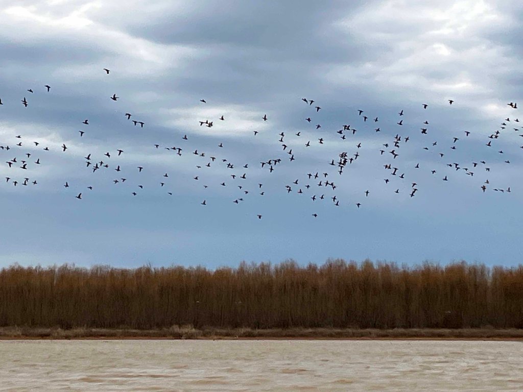Scenery Paddle Kayak Hickory Creek WMA, Red River, Oklahoma