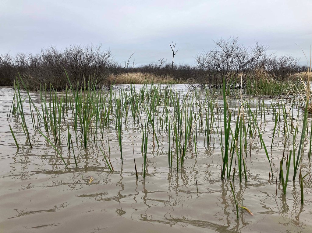Scenery Paddle Kayak Jim Chapman Lake, Cooper Lake, Middle Sulphur River